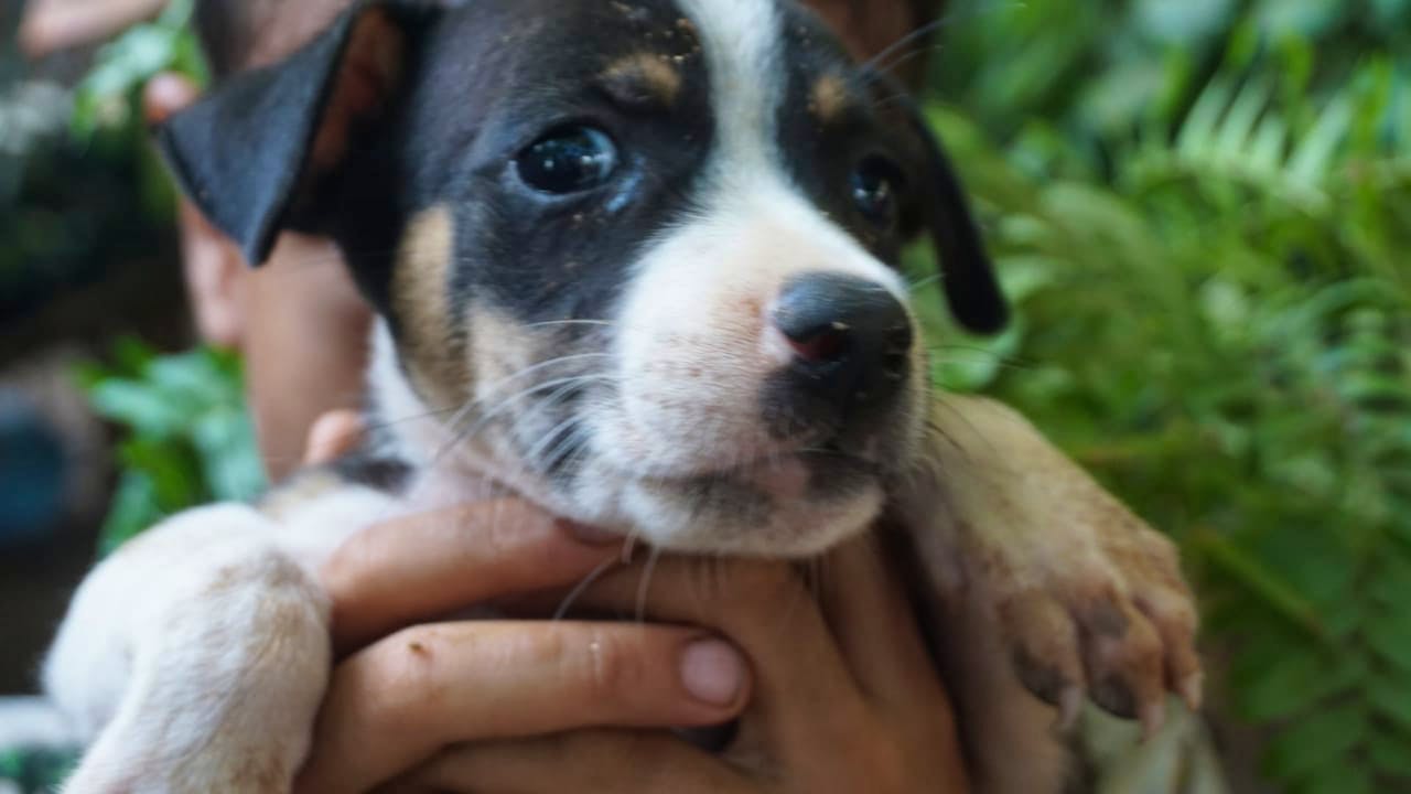 Dog Rescue Center Supporter Volunteer In Mexico 2024   4 Dog Care Volunteer Program In Mexico 