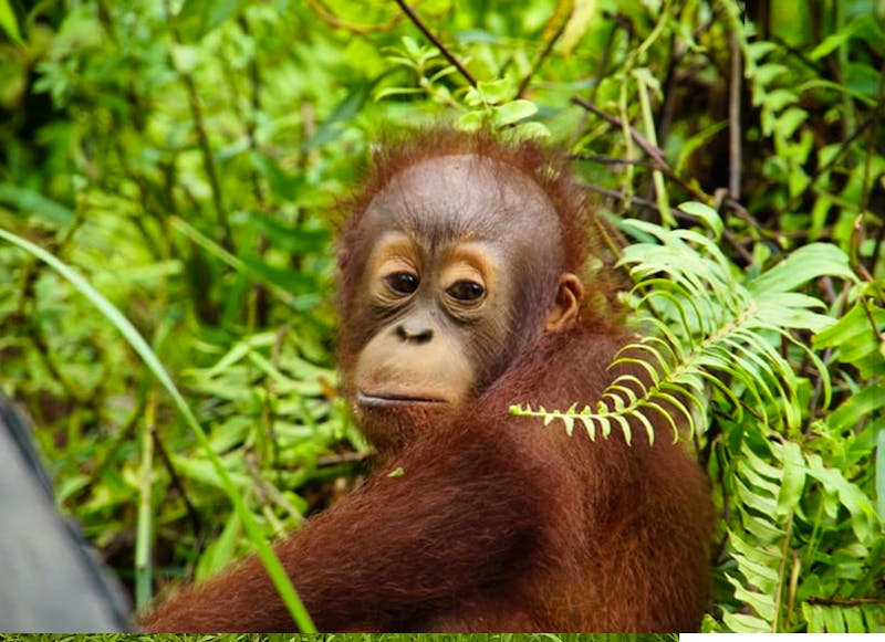 Borneo Orangutan Enrichment | Volunteer in Indonesia 2025