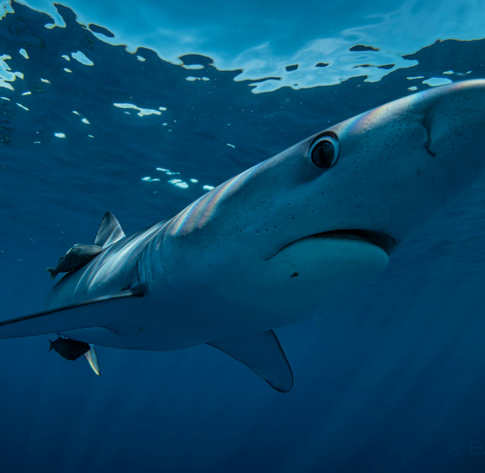 Shark Internship Voluntariado en México 2025