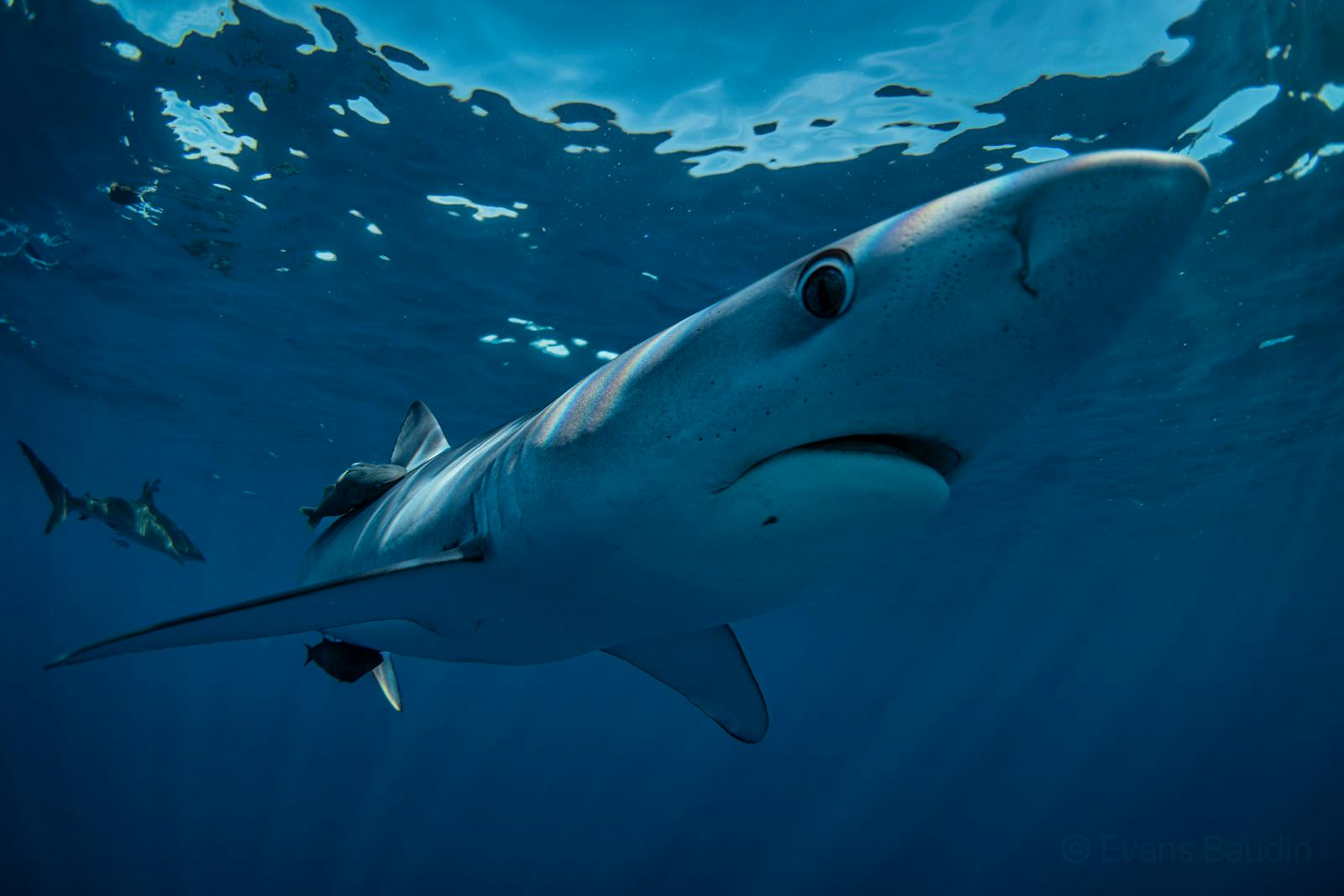 Shark Internship Voluntariado en México 2023