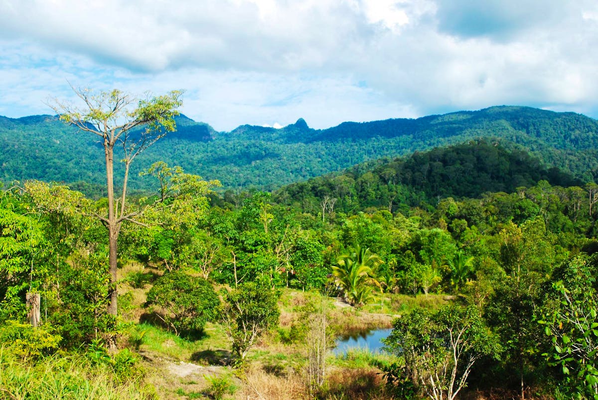 Orangutan Wildlife Center Fais du bénévolat en Malaisie 2025