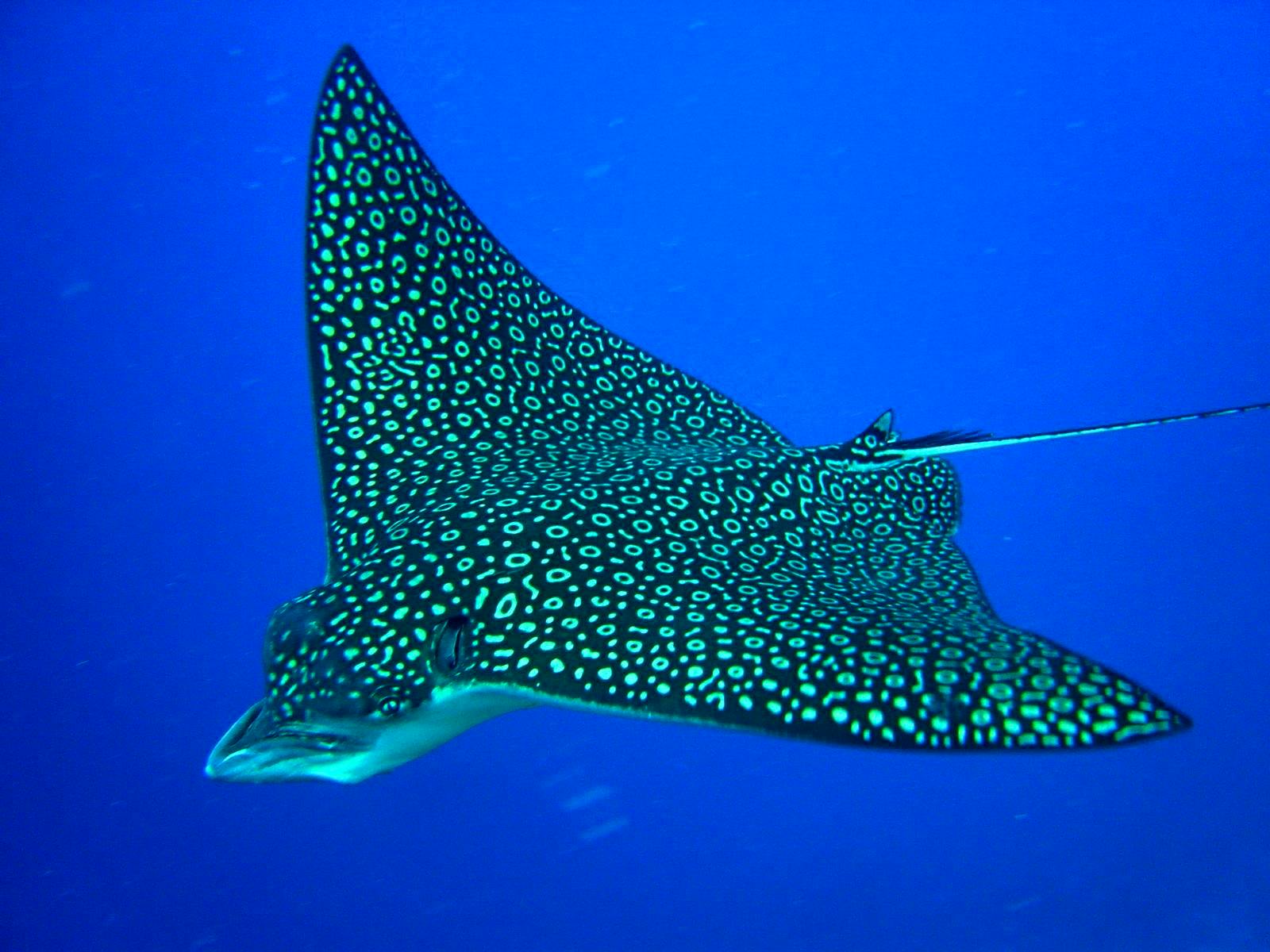 Whale Shark Conservation & Diving Volunteer in Belize 2024