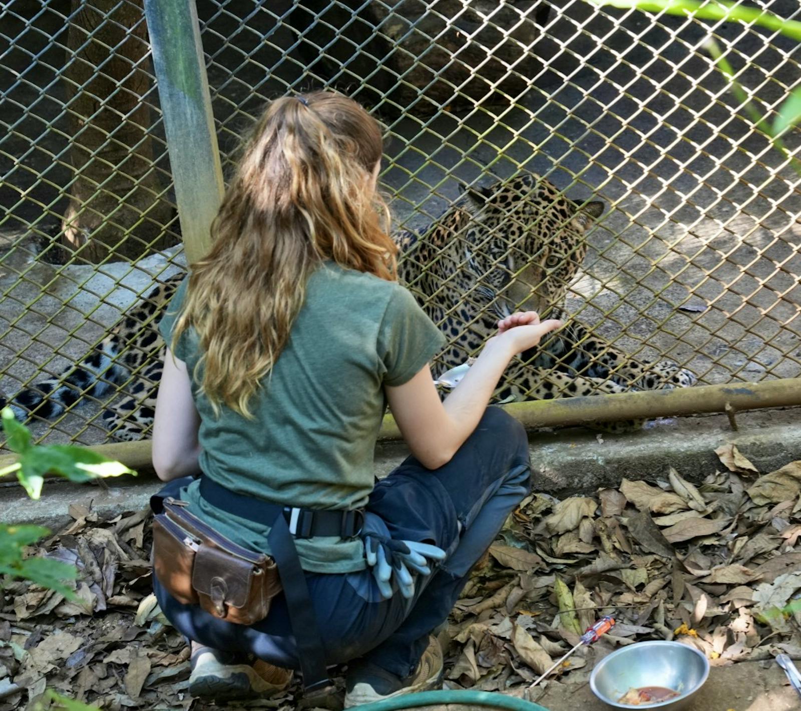 Wildlife Internship Volunteer in Costa Rica 2025