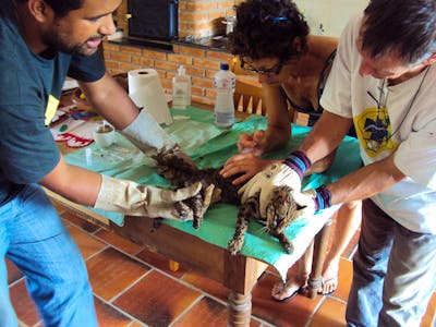 Brésil : ces volontaires viennent au secours des animaux en proie