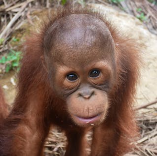 ▷ Orangutan Sanctuary 🦧| Volunteer in Borneo 2020 | Volunteer World