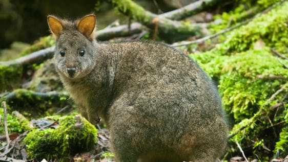 Volunteers care for wallabies, wombats, pademelons, penguins and other wildlife