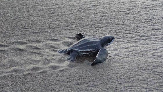 Save Turtles - North Limón