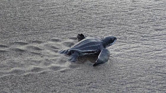  Save Turtles - North Limón