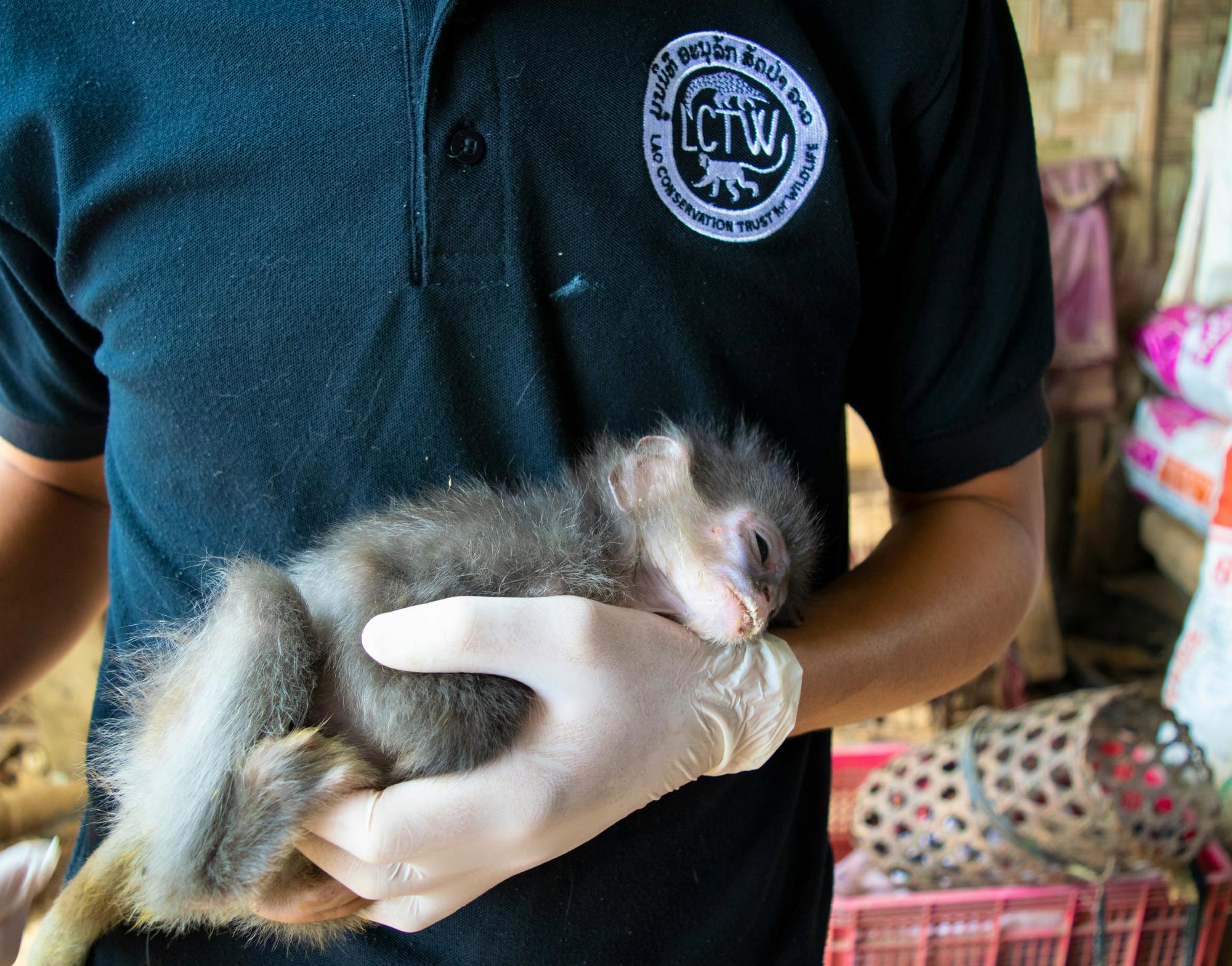 Veterinary Volunteering Volunteer in Laos 2023