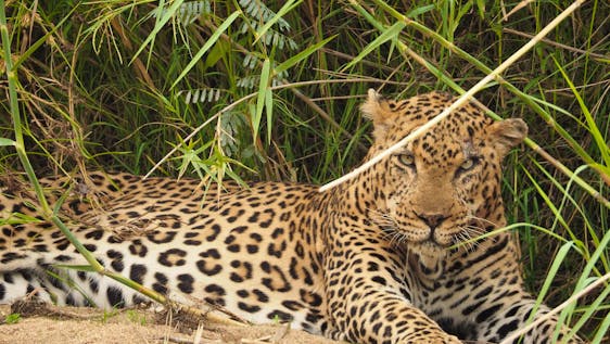 Mission humanitaire avec léopards Wildlife Conservation Apprenticeship