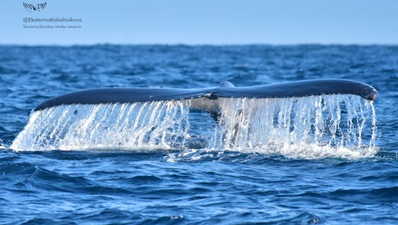 Humpback Whale Research