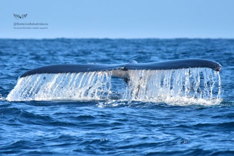  Humpback Whale Research