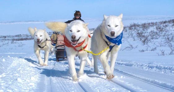  Arctic Huskies Caretaker and Dogsled Trainer