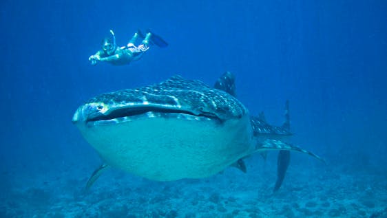 Aprende a bucear mientras haces voluntariado Marine Research and Whale Shark Conservation