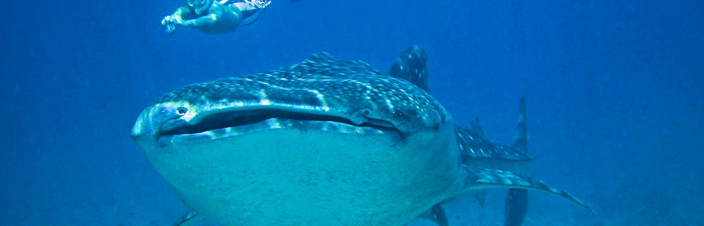 Marine Research and Whale Shark Conservation