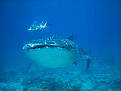  Marine Research and Whale Shark Conservation