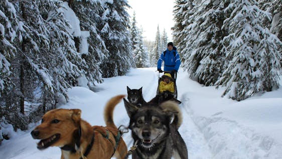Freiwilligenarbeit in Kanada Huskies Caretaker & Dog Sled Assistant