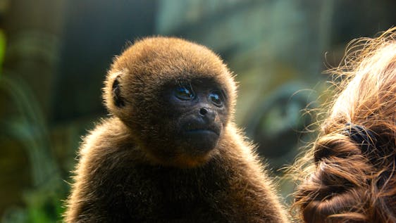 A baby woolly monkey with its surrogate mommy.