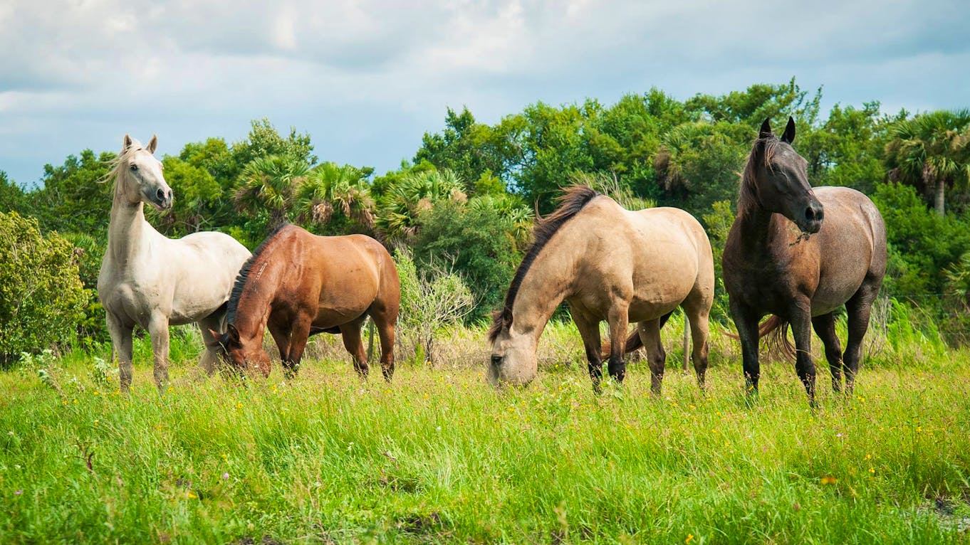 rescue mustang florida