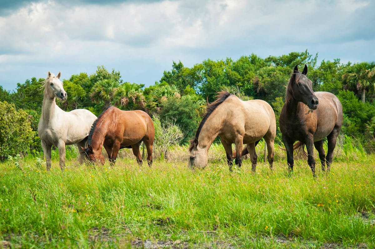 Mustang Rescue Companion Volunteer in the United States 2024