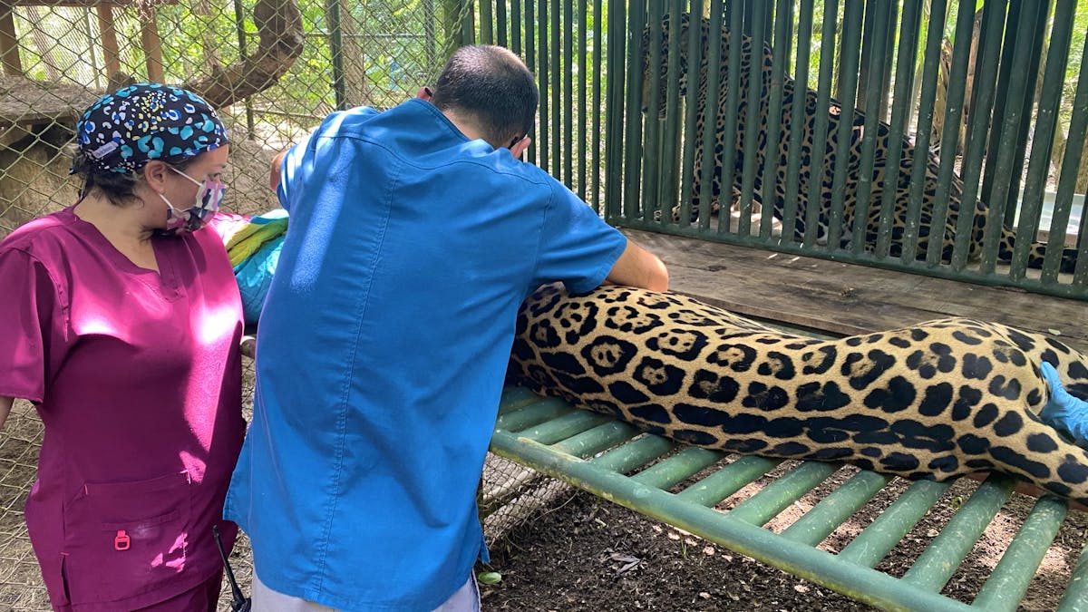 Veterinary Internship With Wildlife Volunteer in Costa Rica 2024