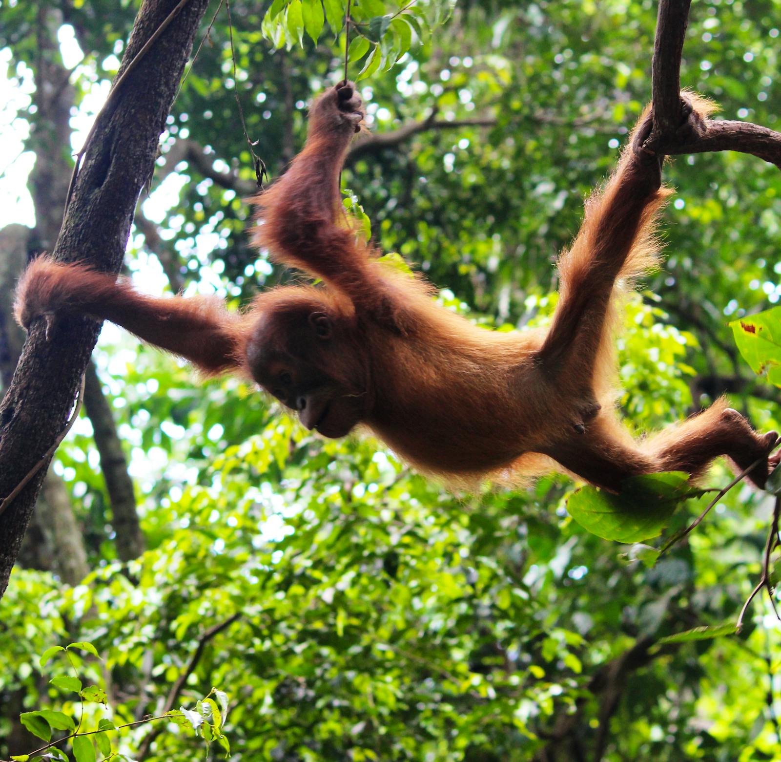 Conservation Teacher : Youth Rangers | Volunteer in Indonesia 2025