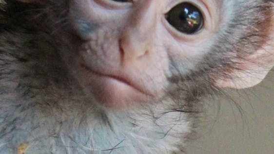 Beautiful rescued Vervet Monkey baby