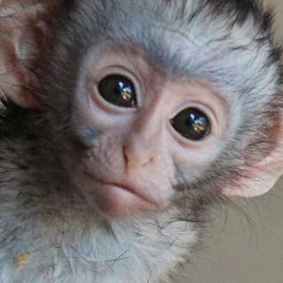  Vervet Monkey Rescue & Rehabilitation