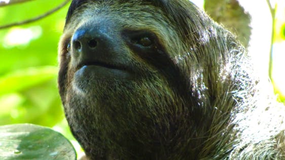 Voluntariado na Costa Rica Sloth Monitoring and Turtle Conservation