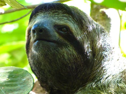  Sloth Monitoring and Turtle Conservation
